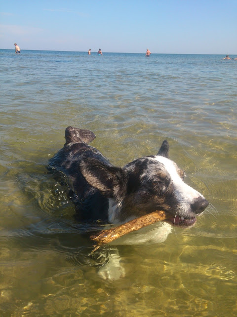 majówka, pies na plaży, z psem nad morze